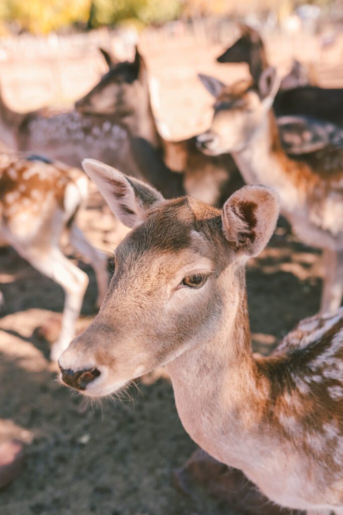 7 Things to Do in Wiliams, AZ | Grand Canyon Deer Farm #simplywander