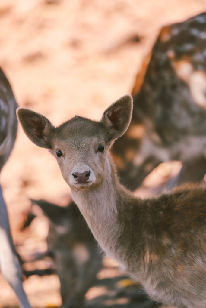 7 Things to Do in Wiliams, AZ | Grand Canyon Deer Farm #simplywander