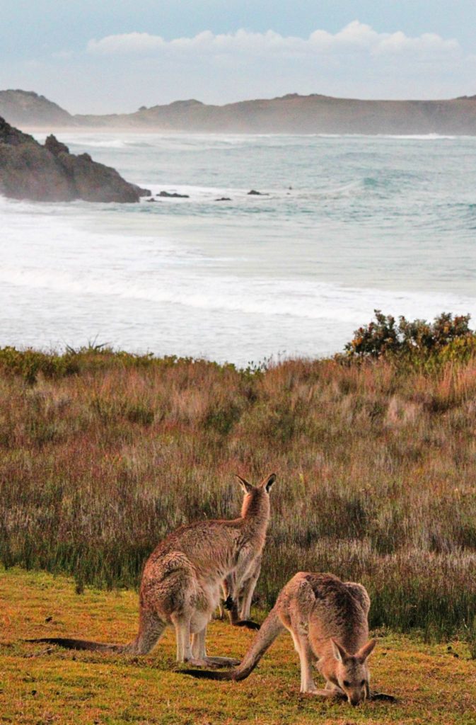 Emerald Beach is the best place to see kangaroos from Sydney to Byron Bay, it is pure magic! #Australiaroadtrip #Sydney #Byronbay #australiafamilyvacation #kidfriendlyaustralia #emeraldbeach #bestplacestoseekangaroos