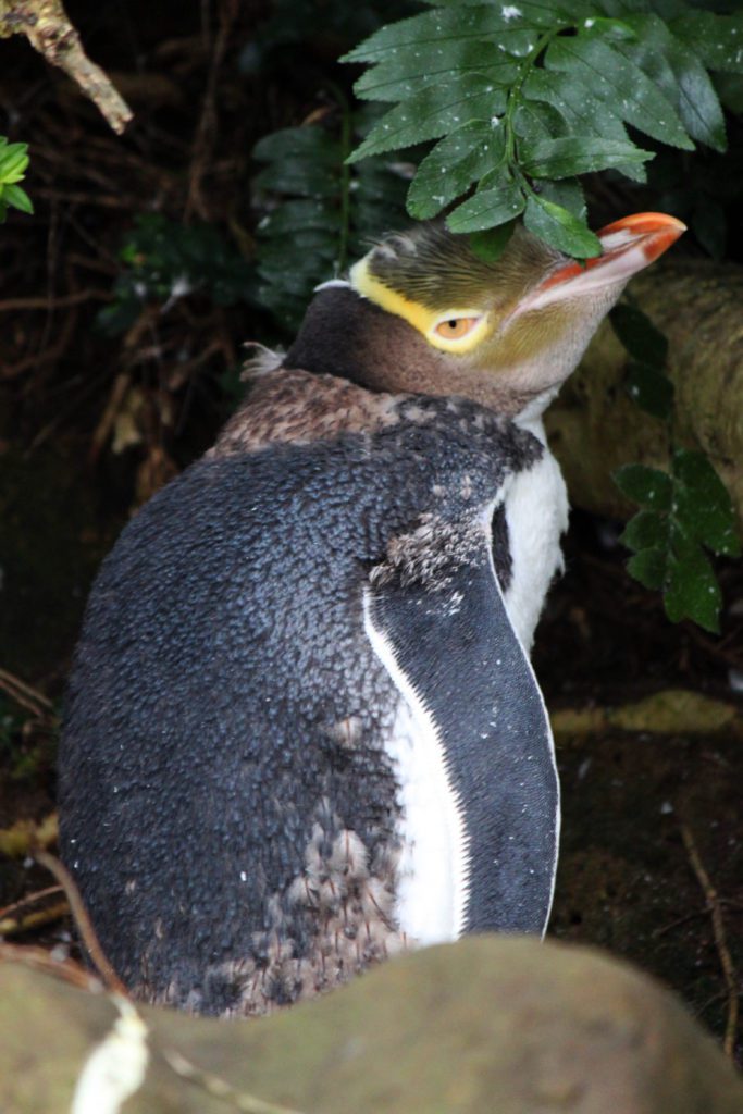 Discover one of the best places in New Zealand to see Yellow Eyed Penguins | 9 reasons why the Catlins needs to be on your New Zealand itinerary #newzealand #thecatlins #curiobay #simplywander