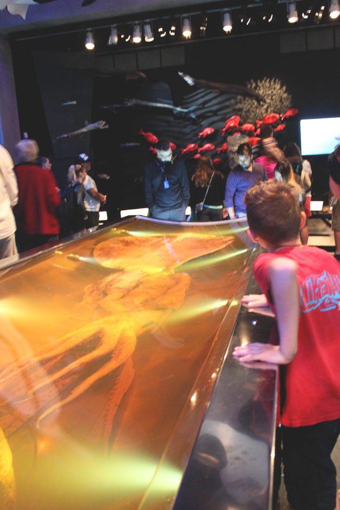 See the world's largest Colossal Squid ever found at New Zealand's Te Papa Museum | 6 Fun things to do in Wellington New Zealand with kids #wellington #newzeland #simplywander #tepapamuseum