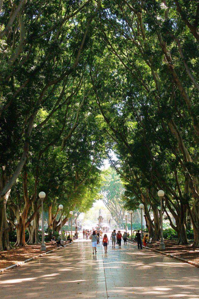 This photogenic tree lined pathway is located in Hyde Park- Top 10 things to do in Sydney #sydney #australia #hydepark