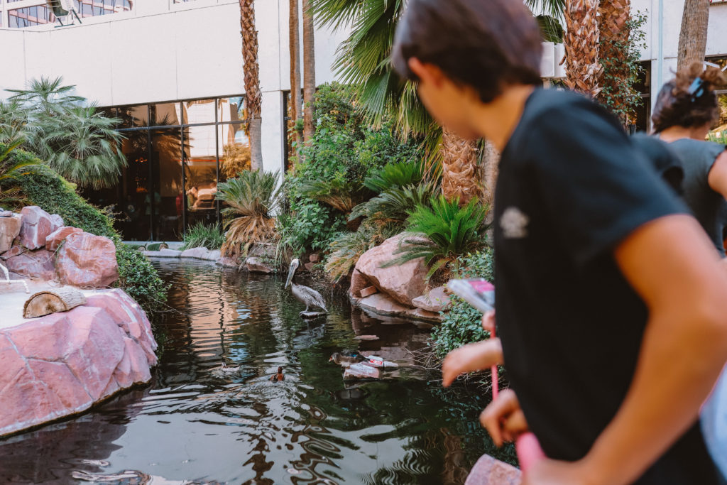 Best things to do off the Las Vegas strip with kids | Flamingo Wildlife Habitat #simplywander #flamingowildlifehabitat #lasvegas