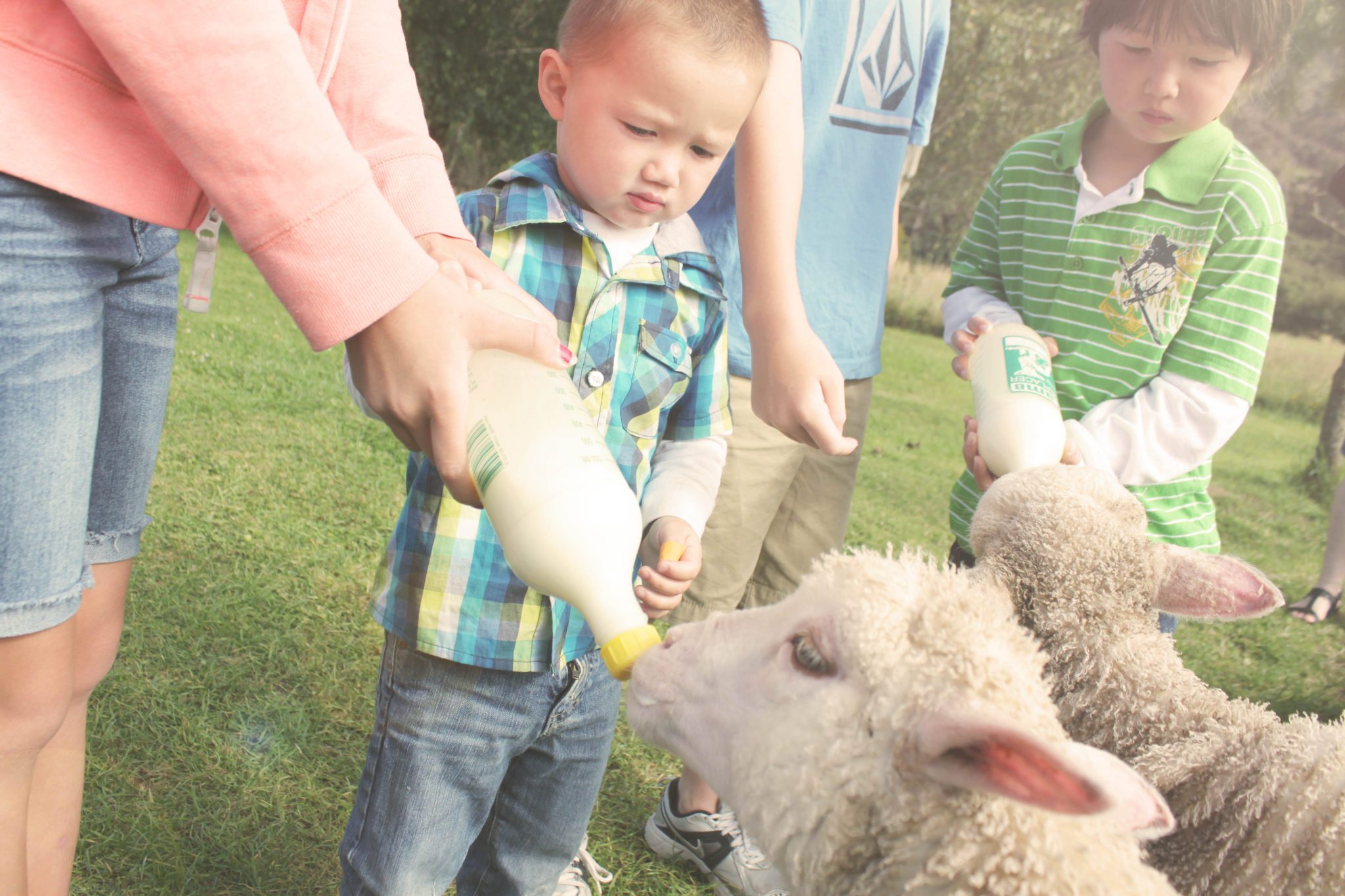 Bottle feed baby lambs at Smith Farm's Holiday Park- Visit these 17 underrated spots on New Zealand's South Island #newzealand #southisland  #smithfarmsholidaypark