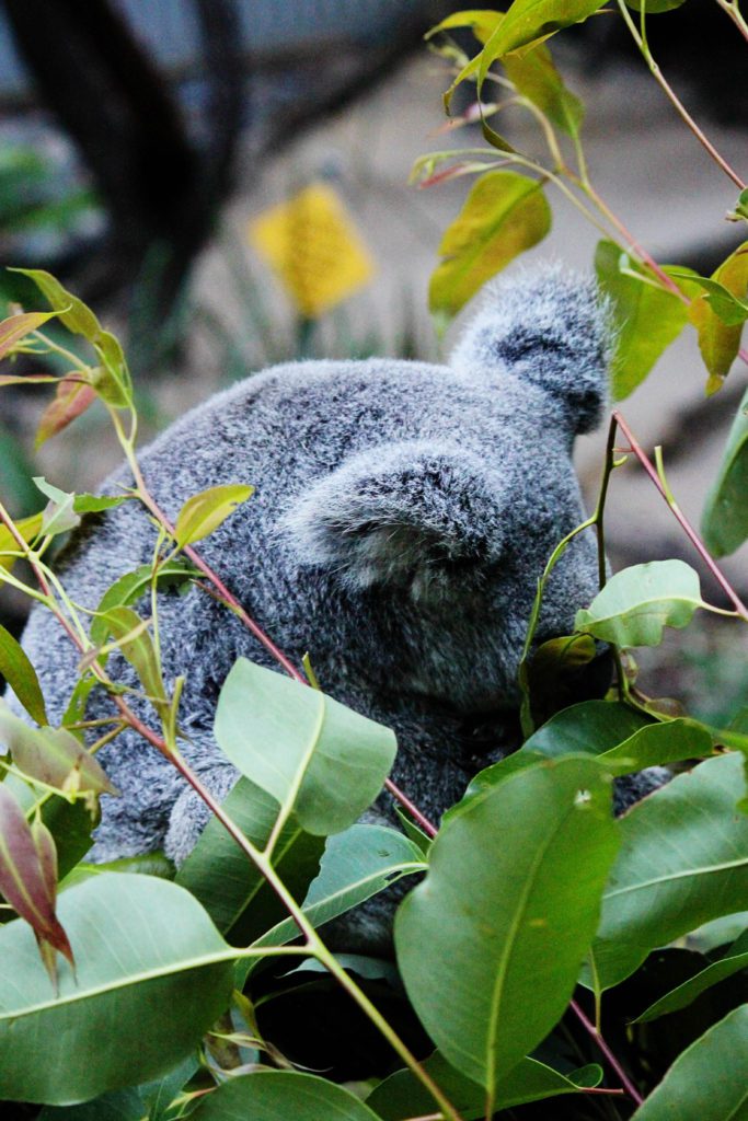 Where to see koala bears on Australia's Gold Coast | 5 must see locations from the Gold Coast of Australia to the Sunshine Coast #australia #goldcoast #daisyhillkoalacenter #simplywander