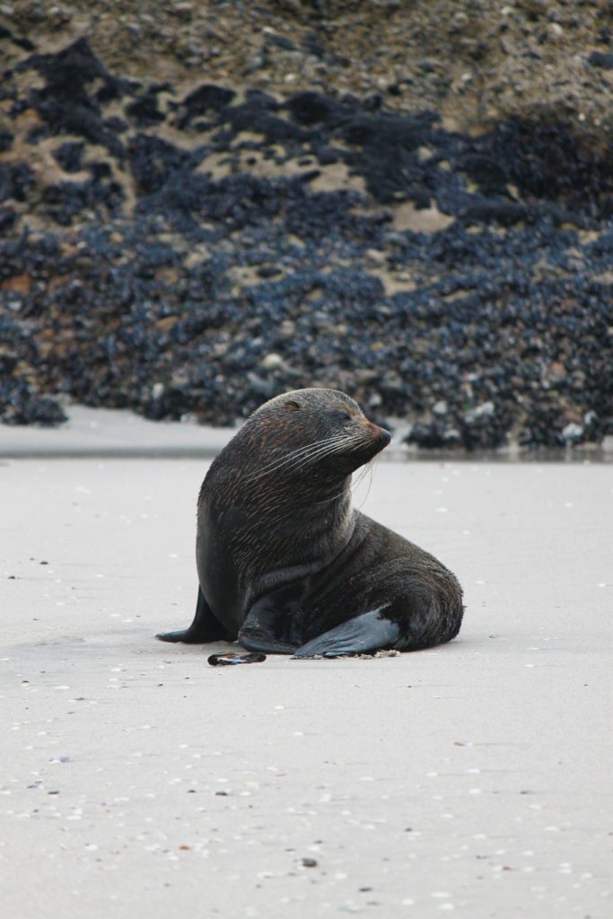 See baby fur seals at New Zealand's Wharariki Beach | 10 Must see locations at Golden Bay New Zealand #goldenbay #newzealand #whararikibeach #simplywander