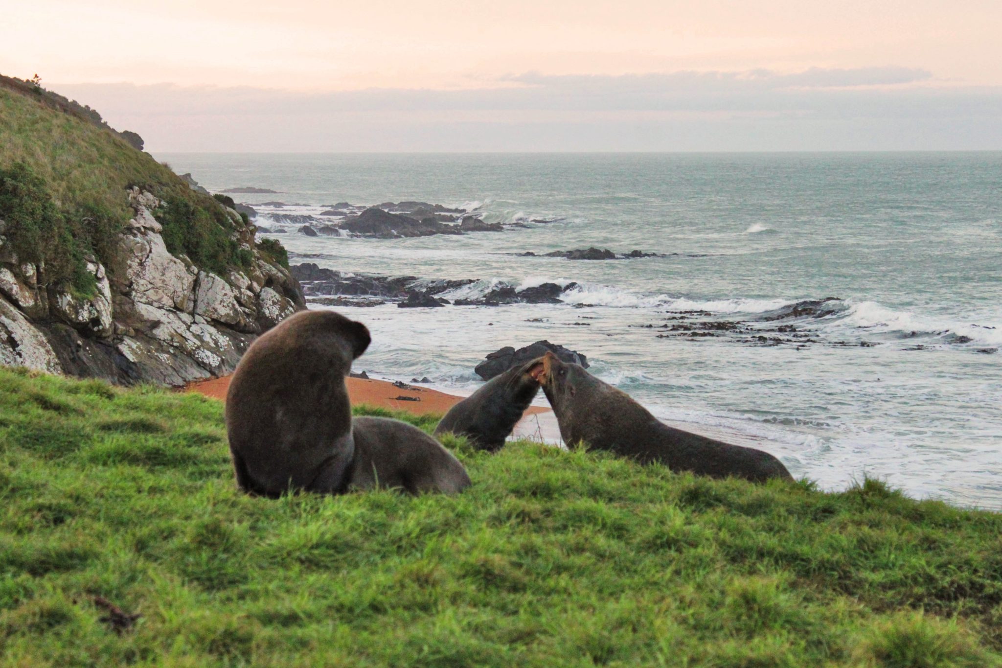 Katiki Point Lighthouse is one of the best places to see penguins and wildlife on the South Island-  Visit these 17 underrated spots on New Zealand's South Island #newzealand #southisland #katikipointlighthouse