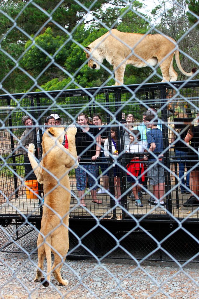 Experience lions up close during feeding time at Orana Wildlife Park- Visit these 17 underrated spots on New Zealand's South Island- Where to go in New Zealand #newzealand #southisland #oranawildlifepark
