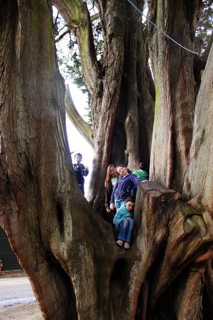 Find the best climbing trees in New Zealand at Hagley Park- Visit these 17 underrated spots on New Zealand's South Island- Where to go in New Zealand #newzealand #southisland #hagleypark