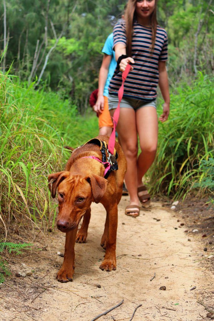 Kauai Humane Society's field trip program lets you adopt a dog for a day while vacationing in Kauai, my kids loved it! #kauai #hawaii #simplywander