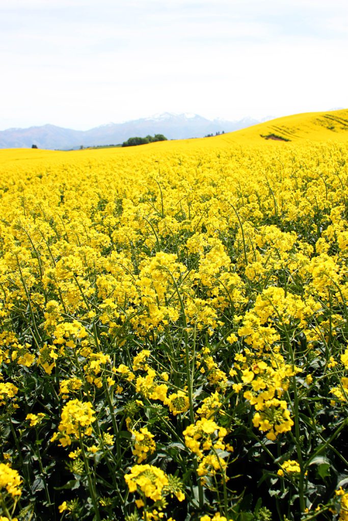 Where to go in New Zealand to find canola fields- Visit these 17 underrated spots on New Zealand's South Island #newzealand #southisland #canolafields