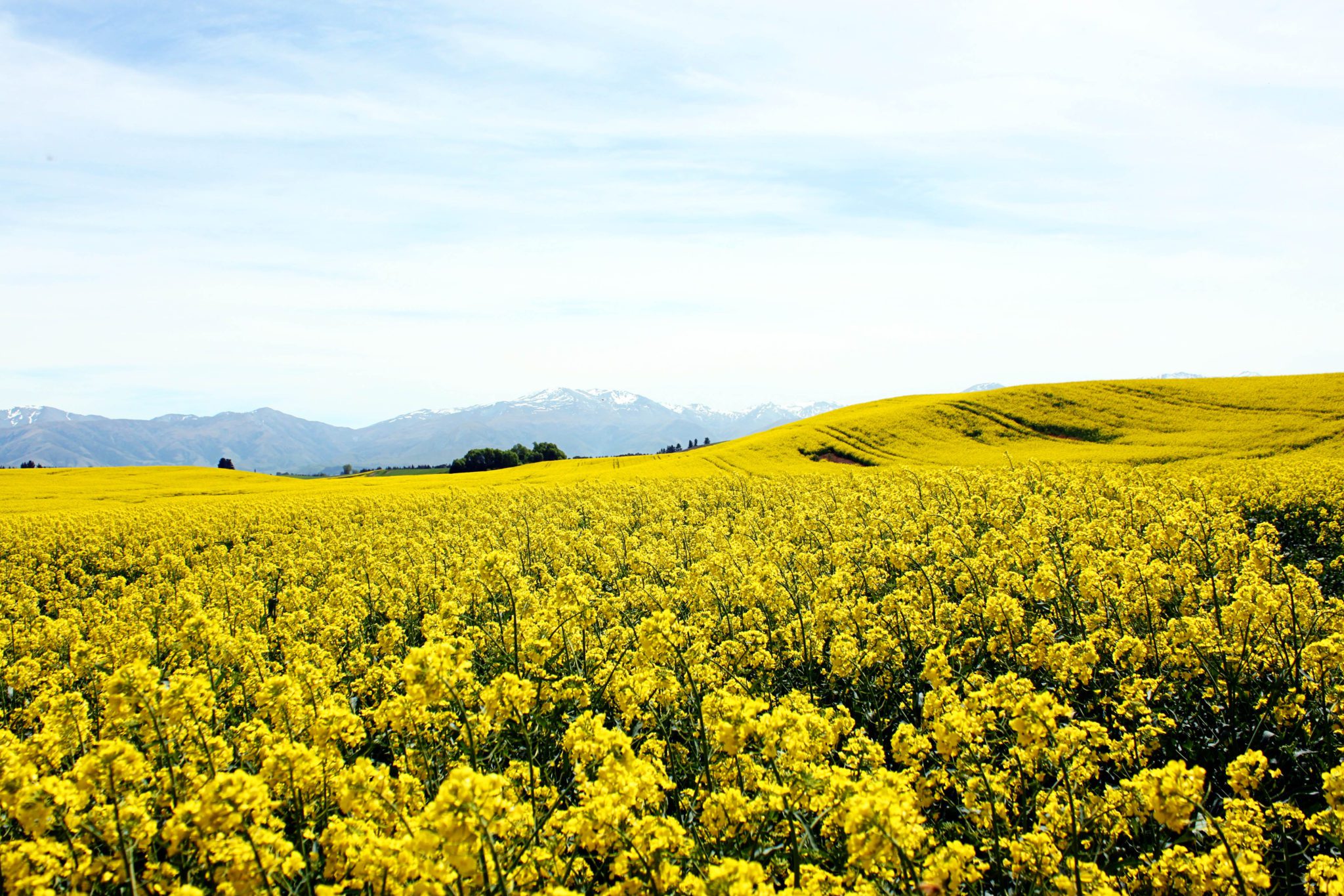 Where to go in New Zealand to find canola fields- Visit these 17 underrated spots on New Zealand's South Island- Where to go in New Zealand #newzealand #southisland #canolafields