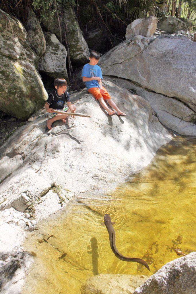 In New Zealand you can spot eels in the pools while hiking to Wainui Falls | 10 Must see locations at Golden Bay New Zealand #goldenbay #newzealand #wainuifalls #simplywander