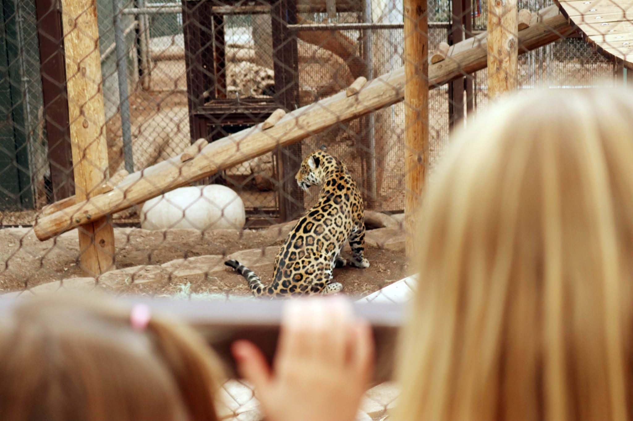 Best nature and animal encounters for kids in Phoenix and the East Valley-101 East Valley and Phoenix Kids activities #phoenix #arizona #phoenixzoo