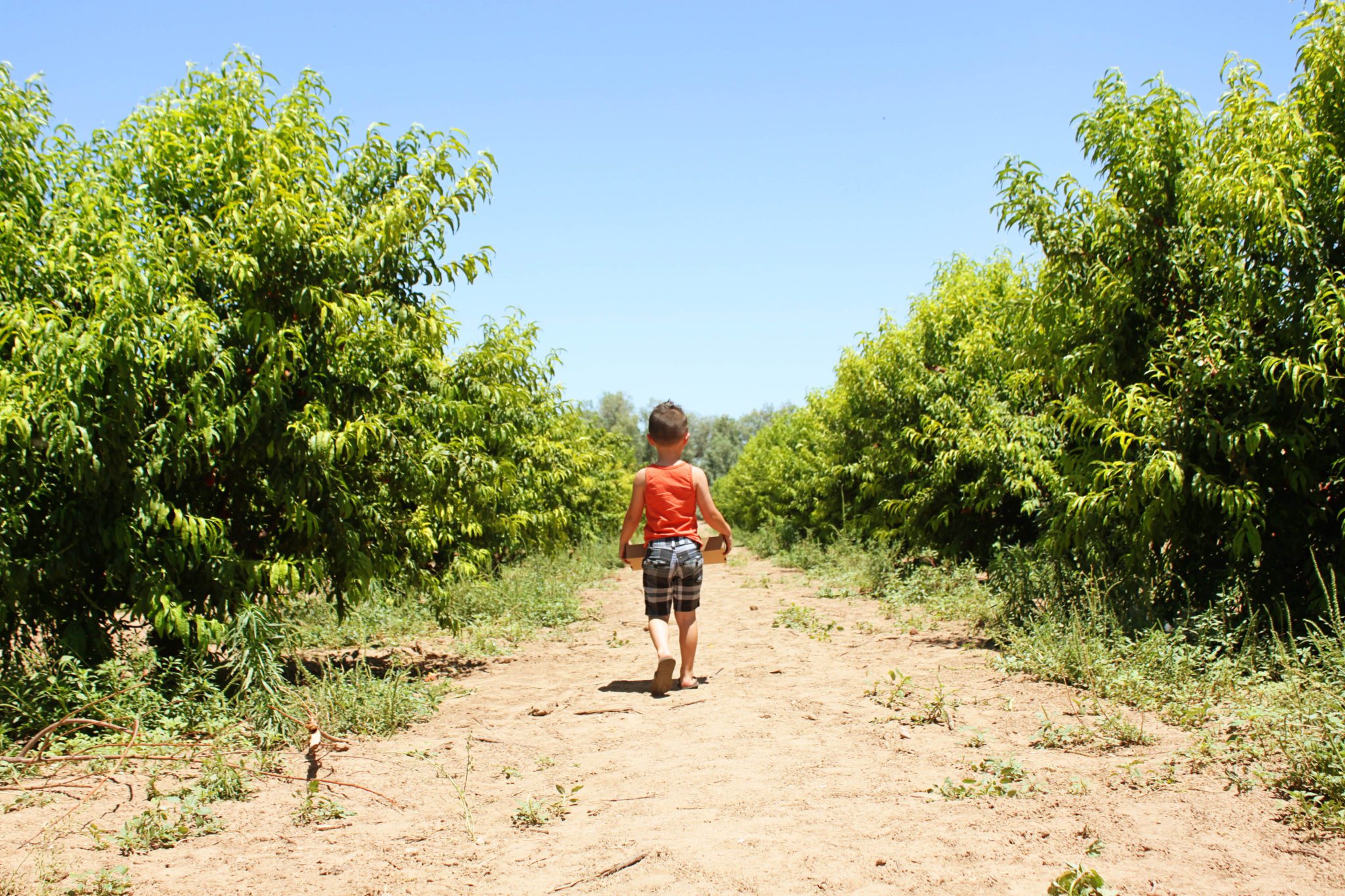 Best agricultural experiences for kids in the Phoenix East Valley-101 East Valley and Phoenix Kids activities #phoenix #arizona #schnepffarms