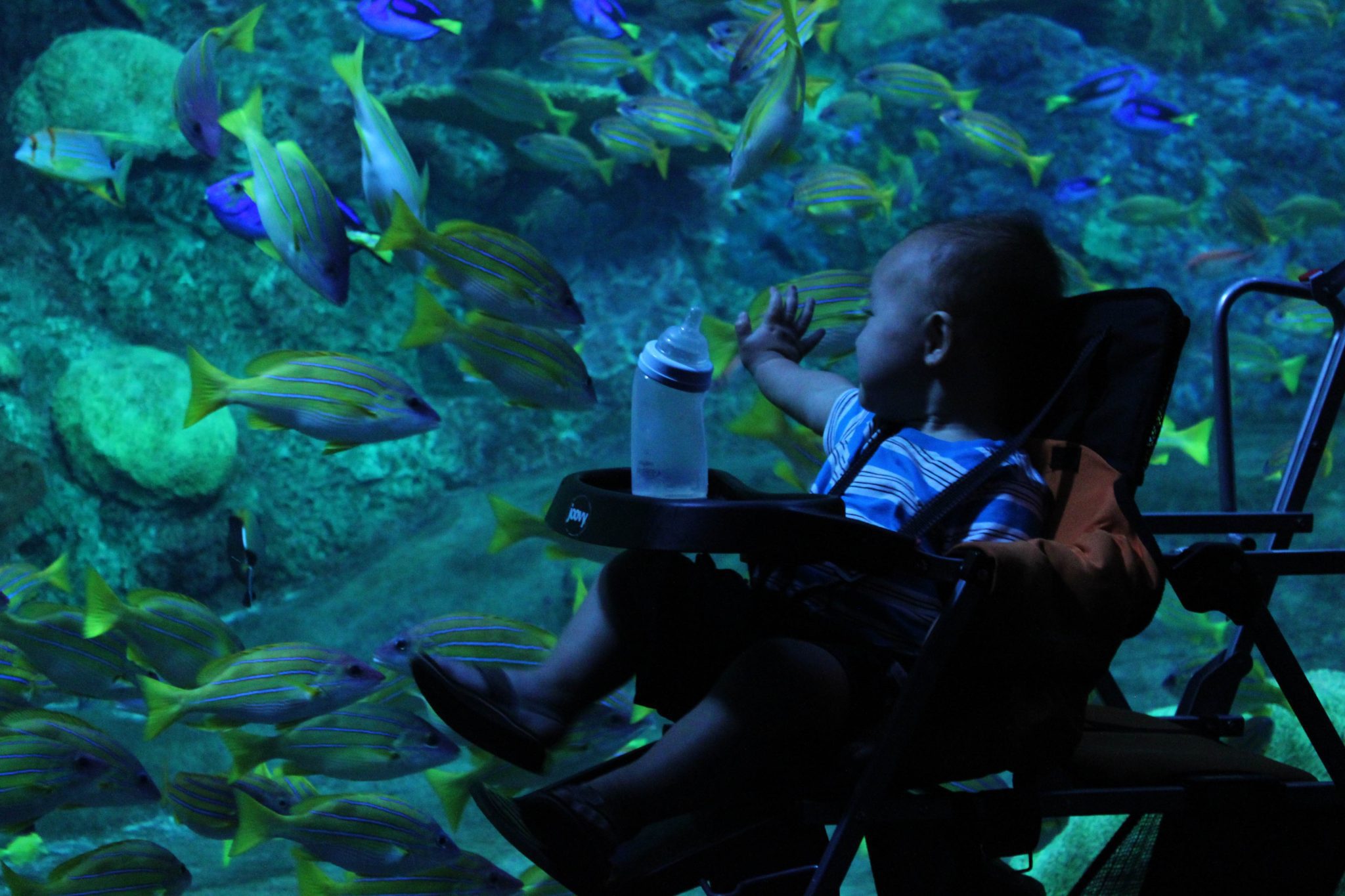 Best nature and animal encounters for kids in Phoenix and the East Valley-101 East Valley and Phoenix Kids activities #phoenix #odyseaaquarium