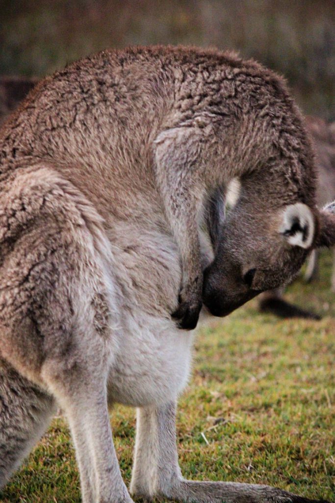 The best place to see Kangaroos on the Sunshine Coast- 7 unforgettable things to do along Australia's Sunshine Coast #australia #sunshinecoast #kangaroos #simplywander