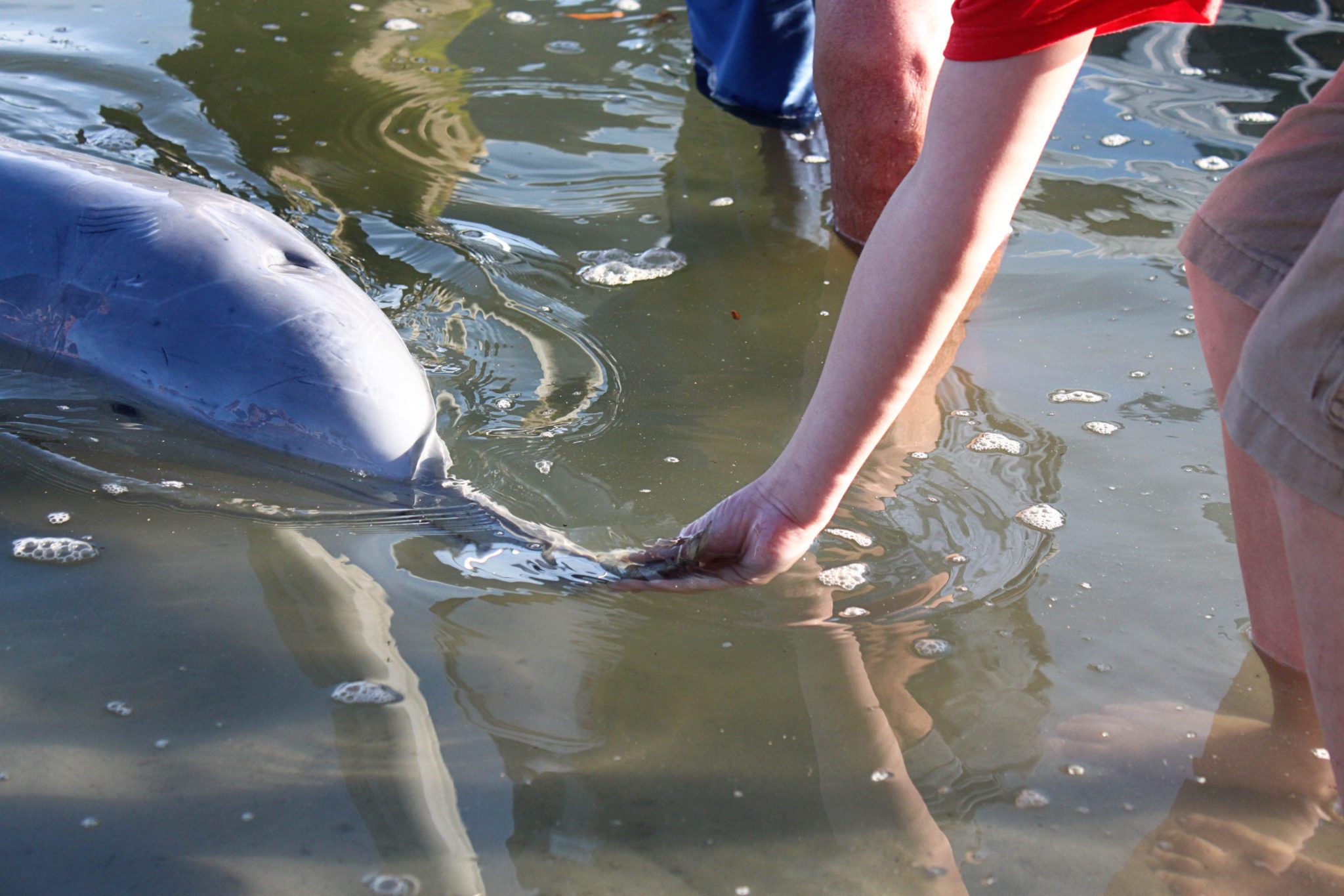 Hand feed dolphins in the wild at Tin Can Bay- 7 unforgettable things to do along Australia's Sunshine Coast #australia #sunshinecoast #tincanbay #simplywander