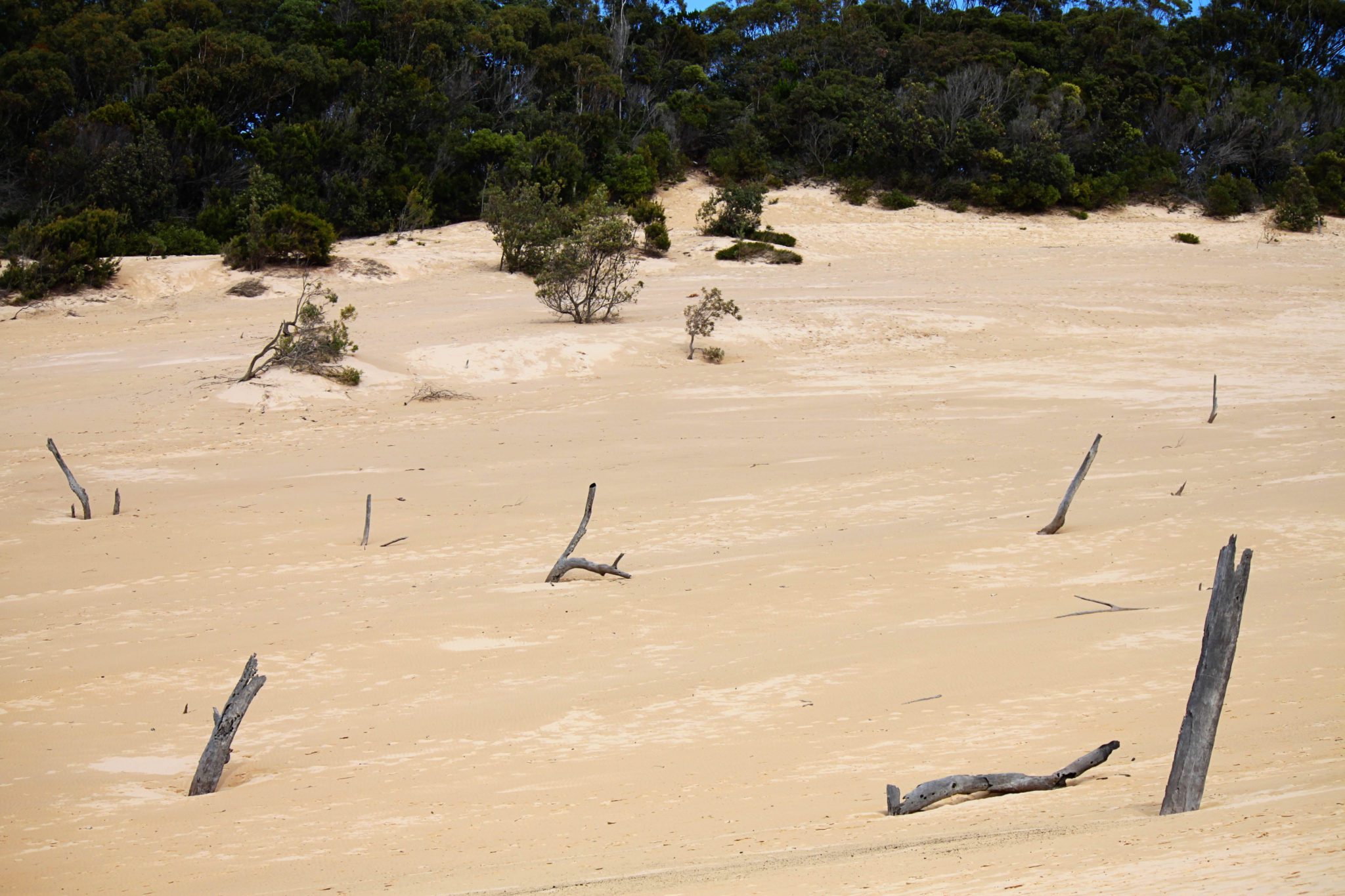 Take the Carlo Sand Blow Track in the Great Sandy National Park to see some spectacular dunes over looking the beach- 7 unforgettable things to do along Australia's Sunshine Coast #australia #sunshinecoast #greatsandynationalpark #simplywander