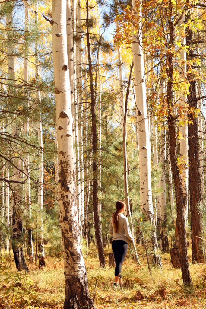 Where to find Fall leaves in Pinetop- Best things to do in Pinetop #pinetop #arizona #losburroscampground