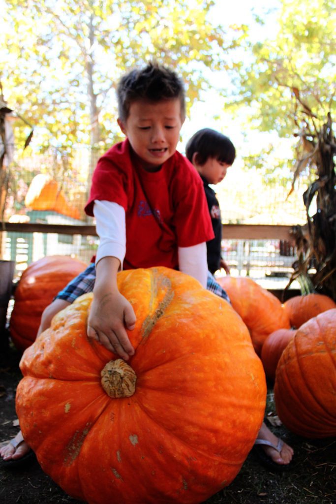 Visit the Irvine Regional Park pumpkin patch | 9 Fun things to do in Orange County with kids #orangecounty #california #irvineregionalpark #simplywander