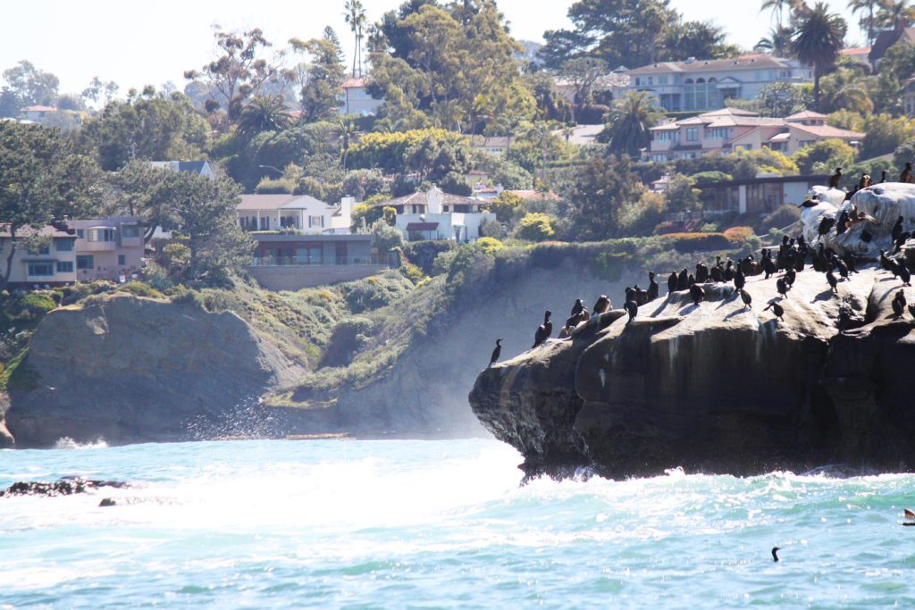 The best spot to find seals and sea lions in San Diego | 12 unforgettable things to do in San Diego with kids #sandiego #sandiegokids #lajollacove #simplywander #familyvacation