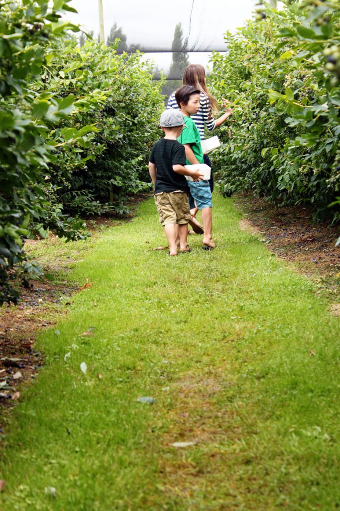 Where to pick your own blueberries in Christchurch New Zealand | A local's guide to Christchurch New Zealand | Top things to do in Christchurch #christchurch #newzealand #blueberrybliss #simplywander