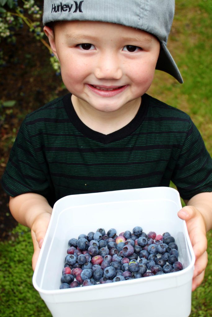 Where to pick your own blueberries in Christchurch New Zealand | A local's guide to Christchurch New Zealand | Top things to do in Christchurch #christchurch #newzealand #blueberrybliss #simplywander