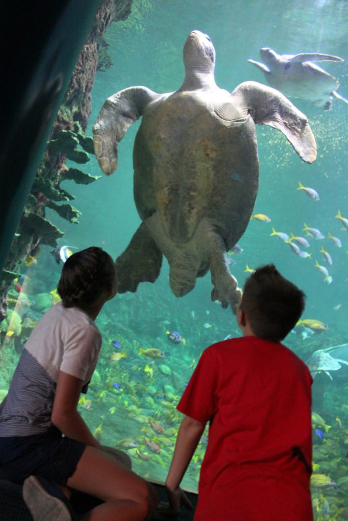 Tips for visiting Sea World San Diego | 12 unforgettable things to do in San Diego with kids #sandiego #sandiegokids #seaworld #simplywander #familyvacation