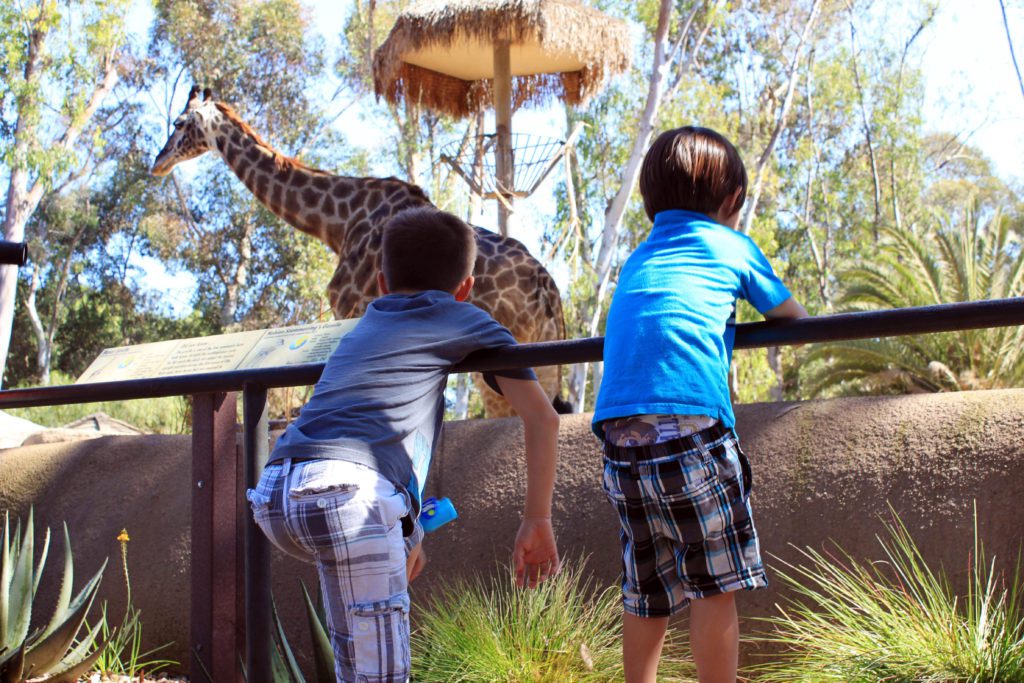 The one zoo you need to visit at least once in your life! | 12 unforgettable things to do in San Diego with kids #sandiego #sandiegokids #sandiegozoo #simplywander #familyvacation