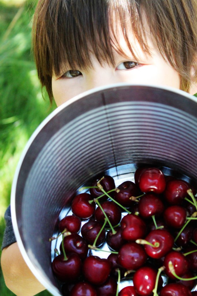 The best places to pick your own fruit in Utah County | Awesome things to do in Utah County with Kids #utah #hilltopcherries #simplywander