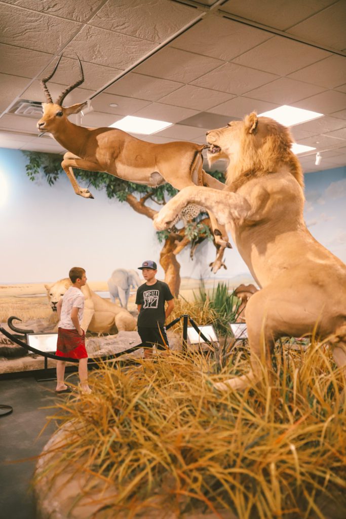 Awesome things to do in Utah County with Kids | Bean Museum #utah #provo #simplywander