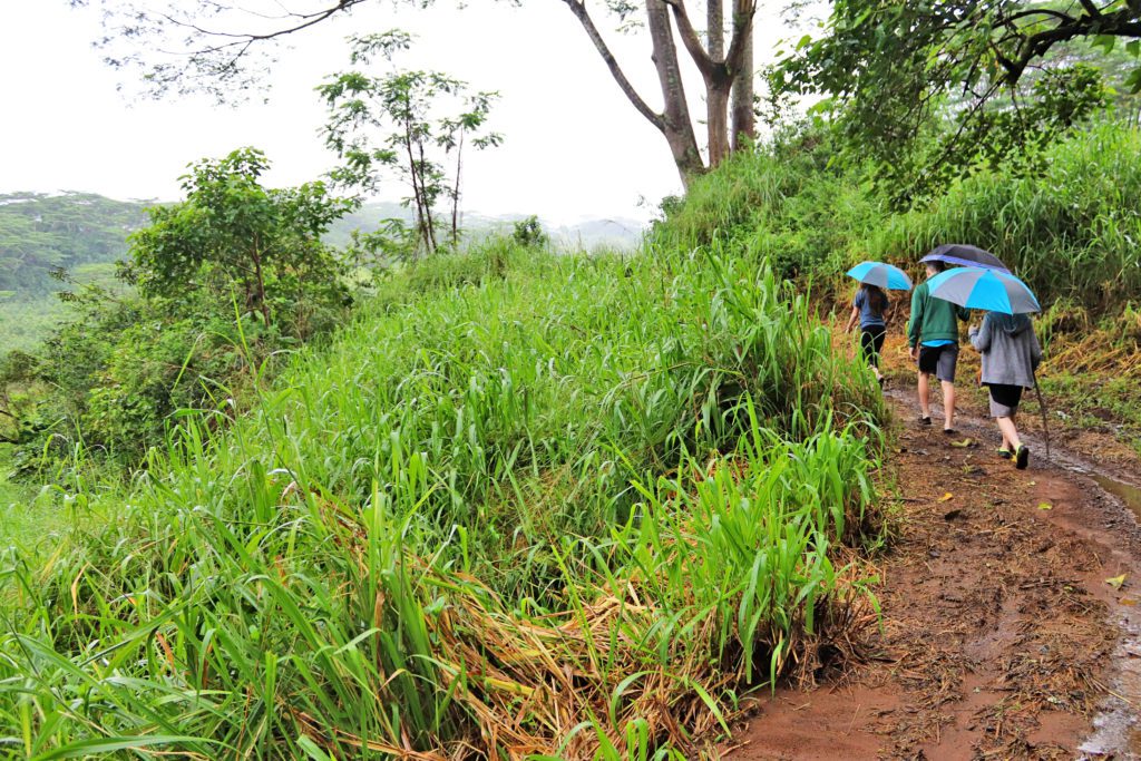 8 of the best hikes in Kauai with kids | Kuilau Trail #simplywander #kauai #hawaii #kuilauridgetrail