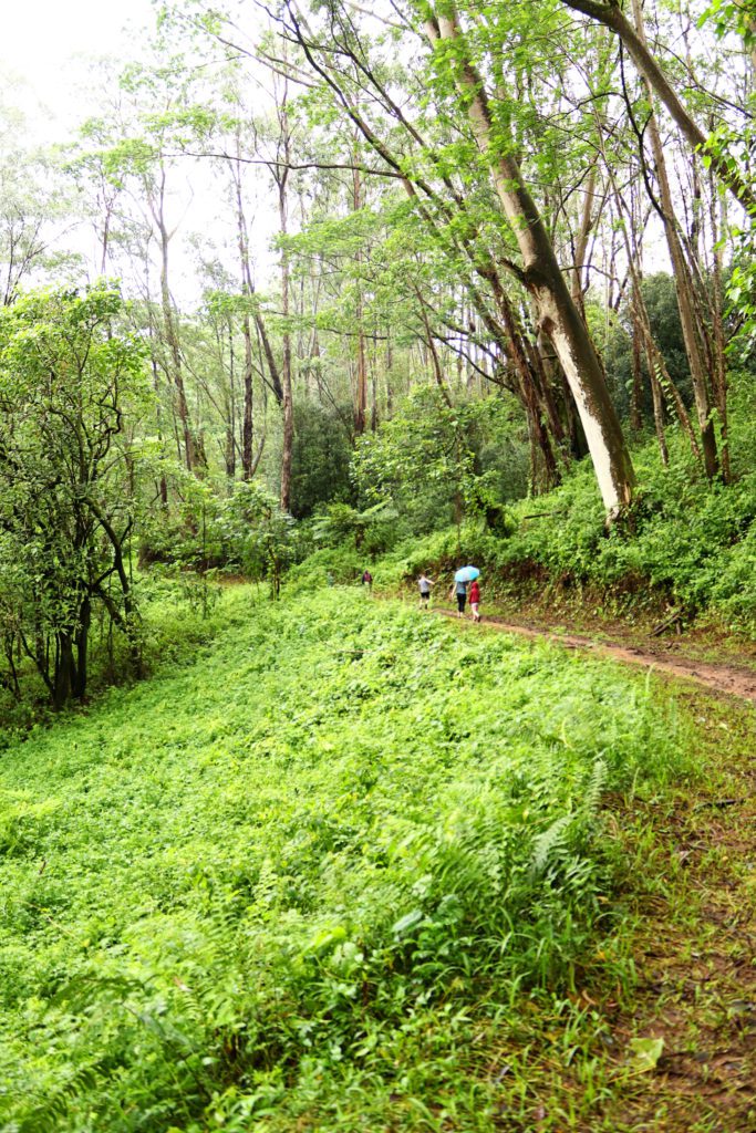 8 of the best hikes in Kauai with kids | Kuilau Trail #simplywander #kauai #hawaii #kuilauridgetrail