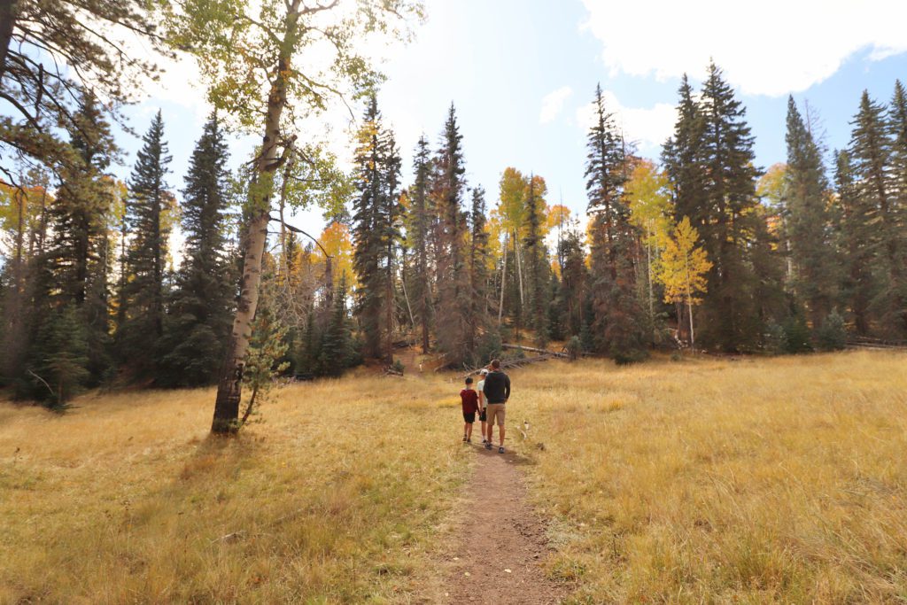 A local's guide to the best things to do in Pinetop Arizona | Mount Baldy Trail #simplywander #pinetop #arizona #mountbaldy