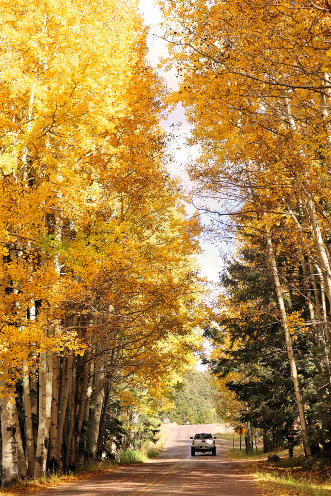 Best Places to see Fall leaves in Arizona | White Mountains