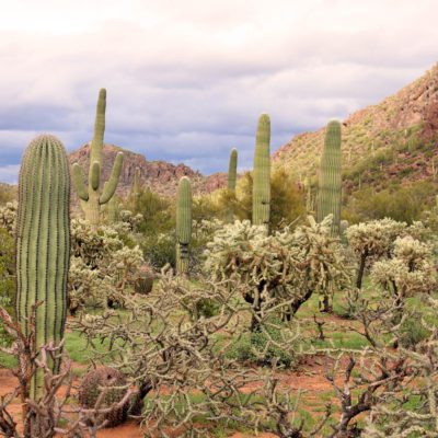 The Ultimate Arizona Road Trip | Saguaro National Park Tucson Arizona #simplywander #arizonaroadtrip #saguaronationalpark #tucson