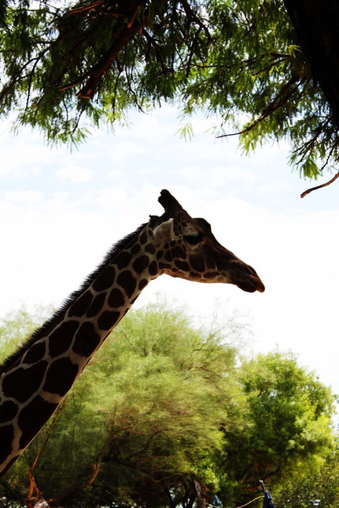 Best things to do in Tucson with kids | Reid Park Zoo #tucson #arizona #reidparkzoo #simplywander