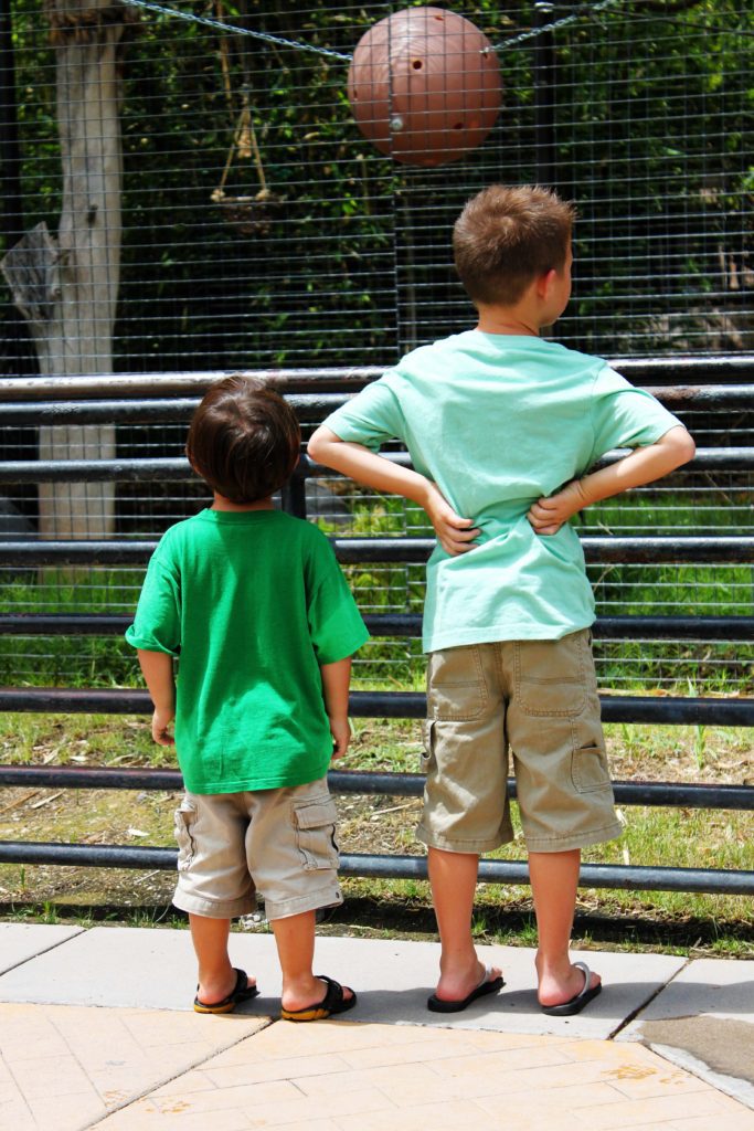 Best things to do in Tucson with kids | Reid Park Zoo #tucson #arizona #reidparkzoo #simplywander