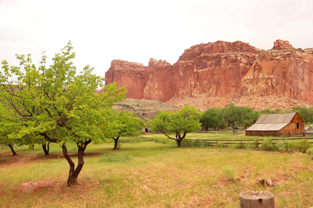 How to spend a dreamy weekend in Capitol Reef National Park | Fruita Campground #simplywander #capitolreef #utah #fruitacampground