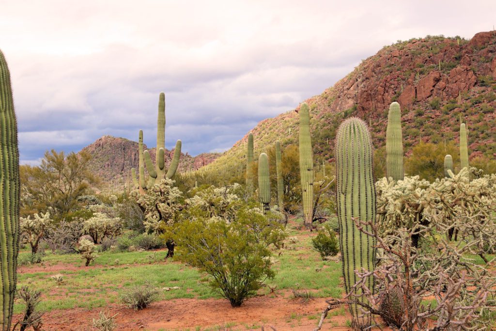 7 Places to escape the crowds in Arizona | White Stallion Ranch #simplywander #arizona #whitestallionranch