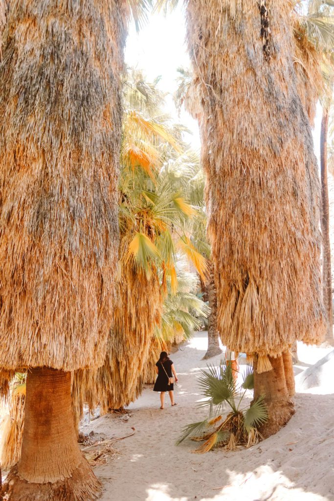 How to Spend a Girls Weekend in Palm Springs | Indian Canyons Palm Canyon #simplywander #palmsprings #california #girlsweekend #indiancanyons