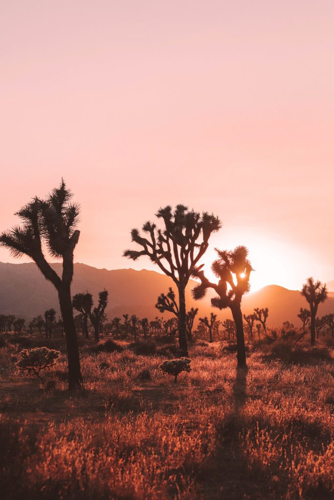 How to Spend a Girls Weekend in Palm Springs | Joshua Tree National Park #simplywander #palmsprings #california #girlsweekend #joshuatreenationalpark