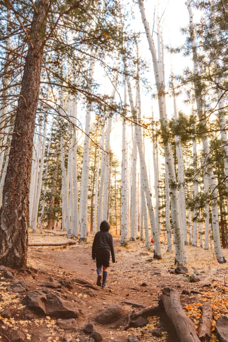 Lockett Meadow: The Best Fall Hike In Arizona | Simply Wander