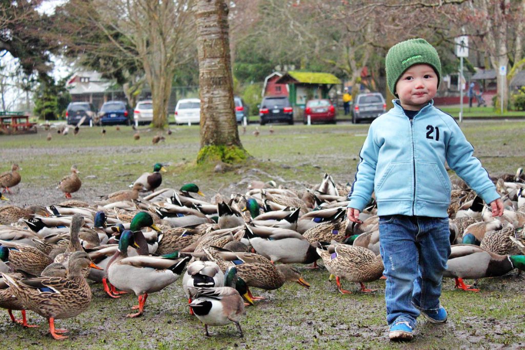 Best things to do in Victoria BC with kids | Beacon Hill Park petting zoo #victoria #britishcolumbia #simplywander #beaconhillpark