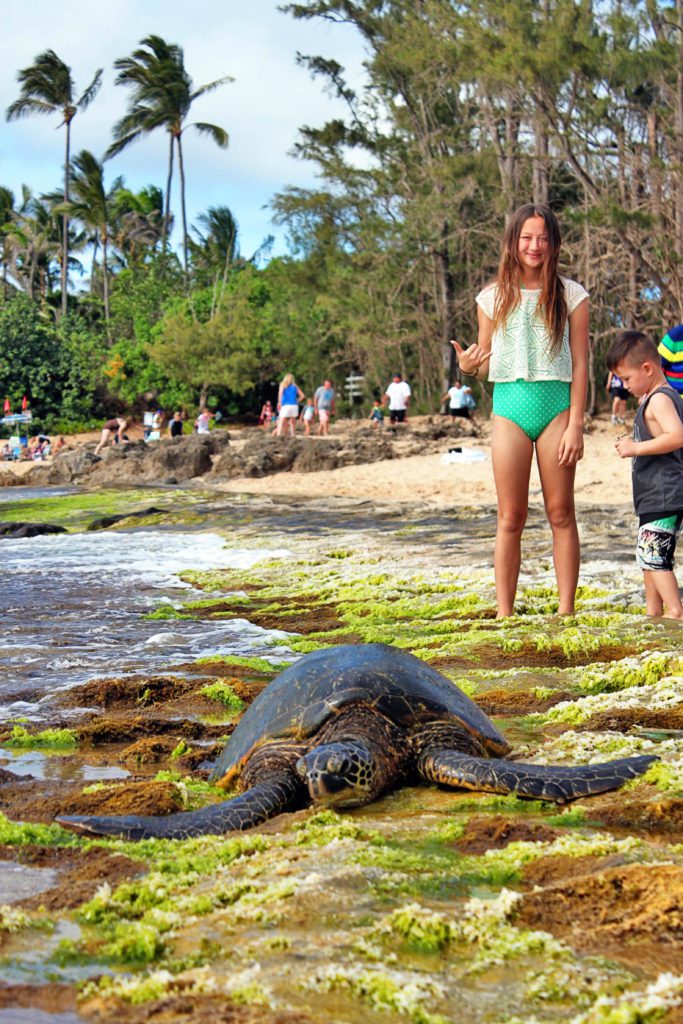 10 Unforgettable Things to do in Oahu with Kids | Laniakea Beach #simplywander #oahu #hawaii #LaniakeaBeach