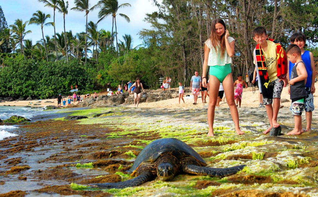 10 of the Best Beaches on Oahu's North Shore | Laniakea Beach #simplywander #laniakeaibeach #northshore #oahu #hawaii