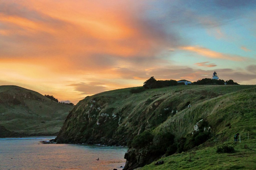7 Must-See Stops Along New Zealand's Otago Coast | Katiki Point #simplywander #otagocoast #newzealand #katikipoint