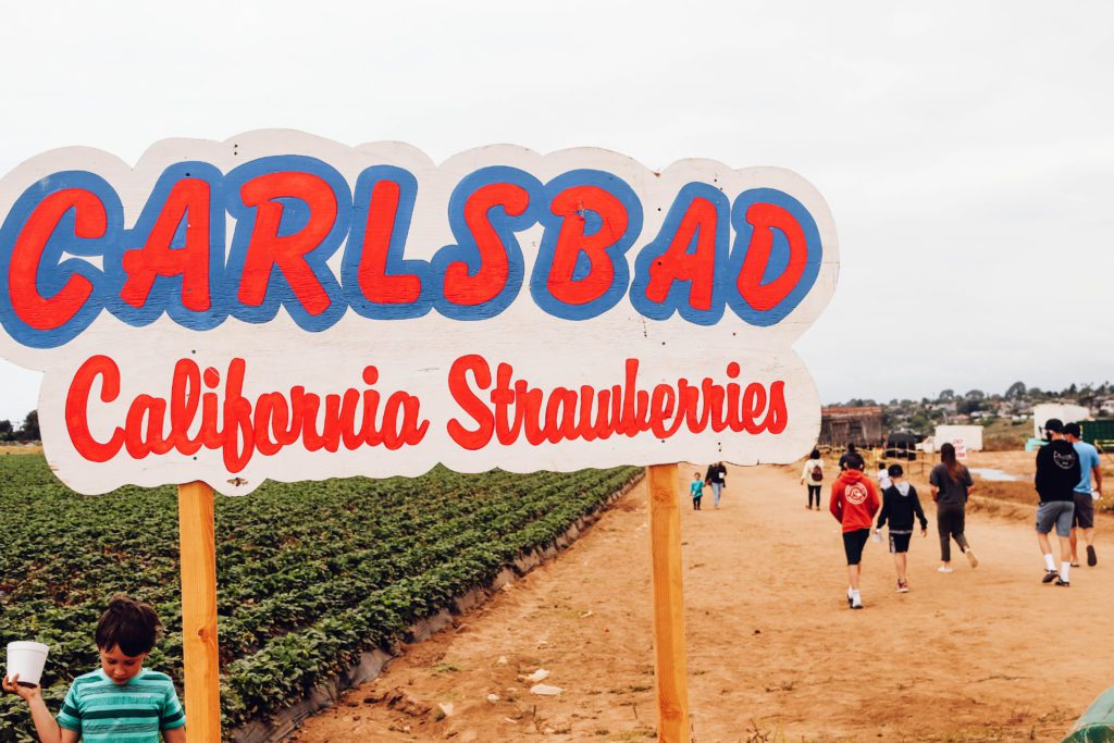 6 Stops on a Pacific Coast Highway Road Trip from Oceanside to San Diego | Carlsbad Strawberry Fields #simplywander #california #pacificcoasthighway #carlsbadstrawberryfields