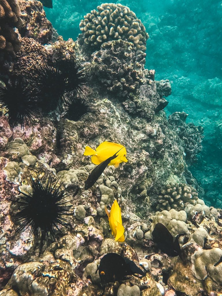 8 Cool Things to do in Wailea Maui | Snorkel at Ahihi-Kinau Reserve #simplywander #maui #wailea #ahihikinau